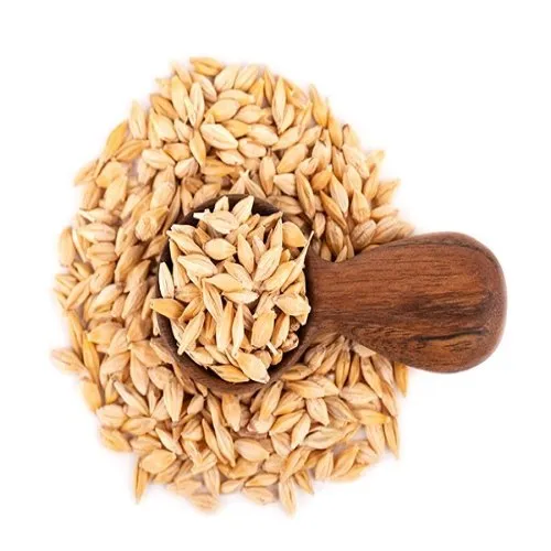 Barley Grain