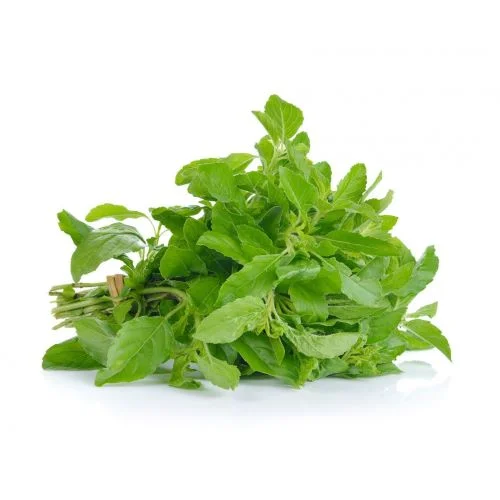 Holy Basil Thai Basil
