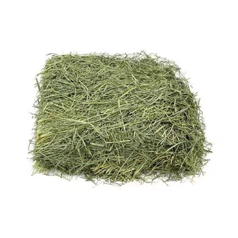 Timothy Hay