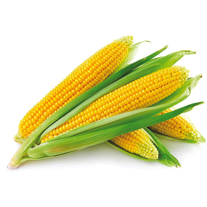 Yellow Corn – Maize